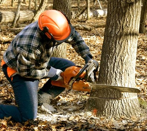Tree Removal in Cuba, AL